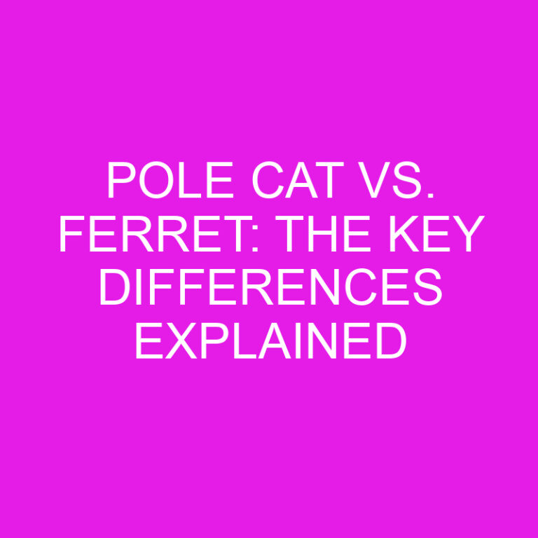 Pole Cat vs. Ferret: The Key Differences Explained