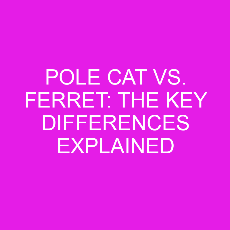 pole cat vs ferret the key differences