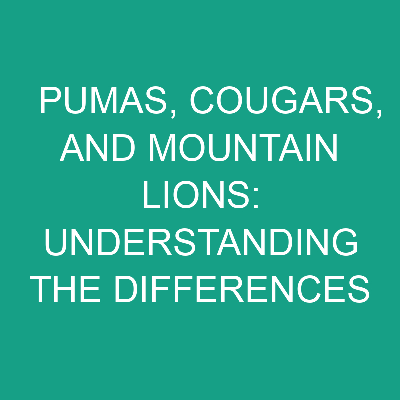 pumas cougars and mountain lions understanding the differences 11818