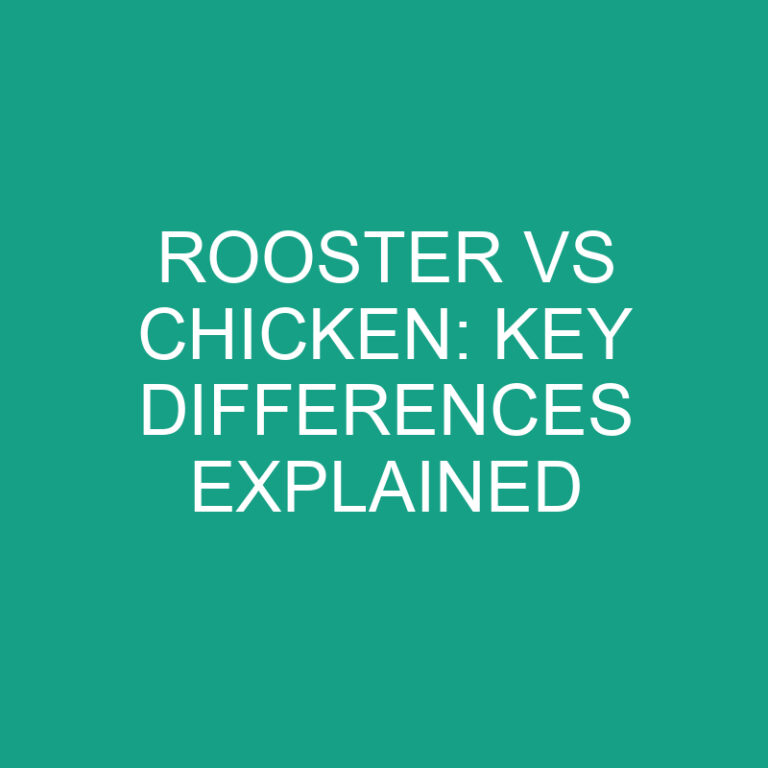 Rooster vs Chicken: Key Differences Explained