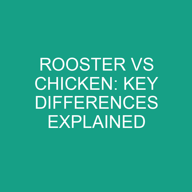 Rooster vs Chicken: Key Differences Explained 1 rooster vs chicken key differences