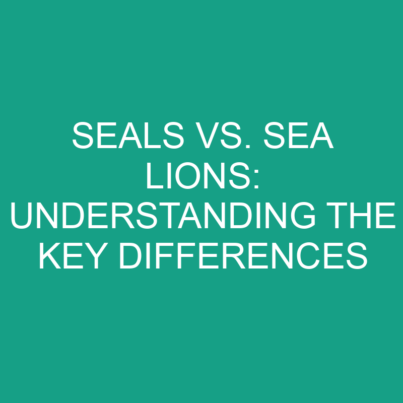 seals vs sea lions understanding the key differences 11848