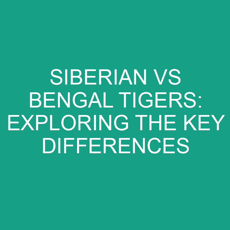 Siberian vs Bengal Tigers: Exploring the Key Differences 1 siberian vs bengal tigers exploring the key differences 11847