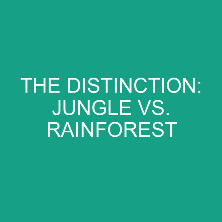 The Distinction: Jungle vs. Rainforest 3 The Distinction: Jungle vs. Rainforest