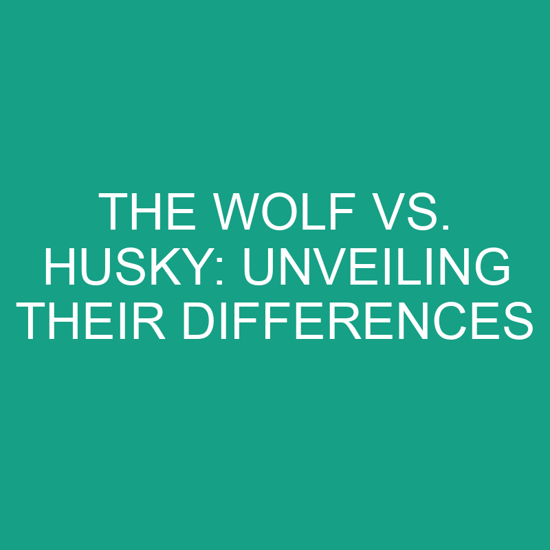the wolf vs husky unveiling their differences 11843