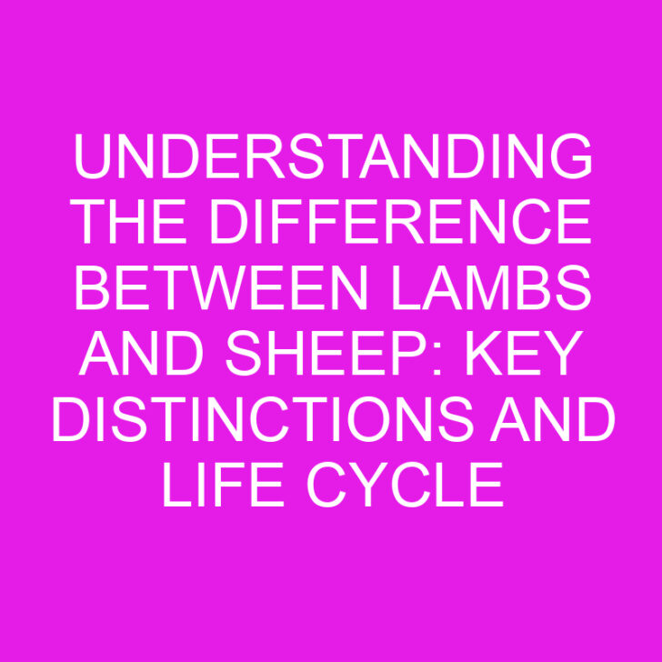 Understanding the Difference Between Lambs and Sheep: Key Distinctions and Life Cycle