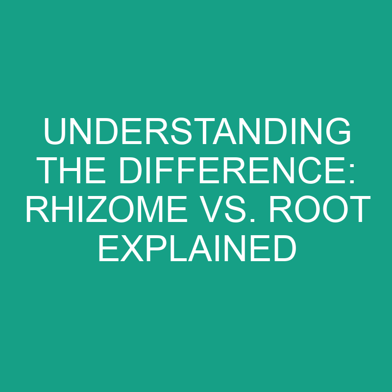 understanding the difference rhizome vs root