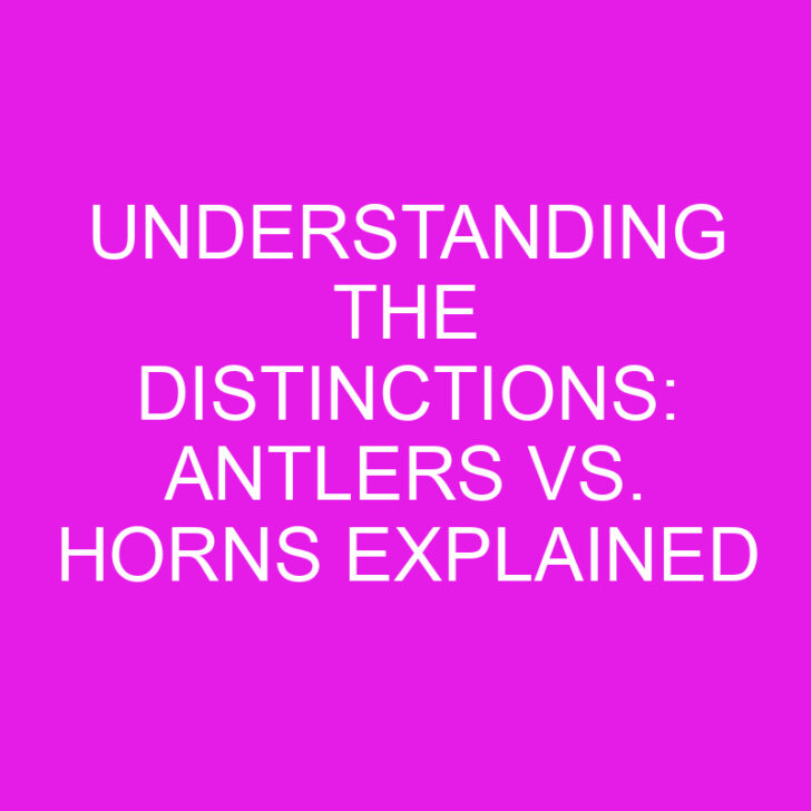 Understanding the Distinctions: Antlers vs. Horns Explained