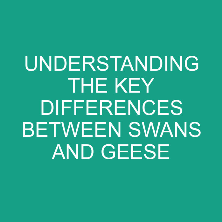 Understanding the Key Differences Between Swans and Geese