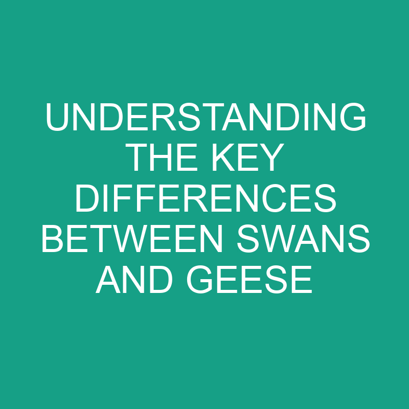 understanding the key differences between swans and geese 11849