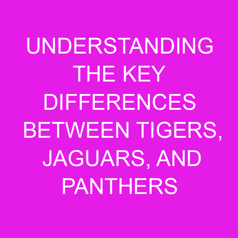 Understanding the Key Differences Between Tigers, Jaguars, and Panthers 1 understanding the key differences between tigers jaguars and panthers 12009