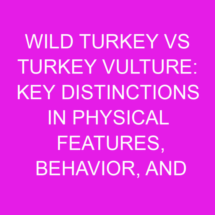 Wild Turkey vs Turkey Vulture: Key Distinctions in Physical Features, Behavior, and Habitat