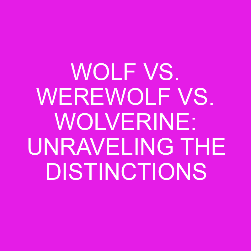 wolf vs werewolf vs wolverine unraveling the distinctions 11955