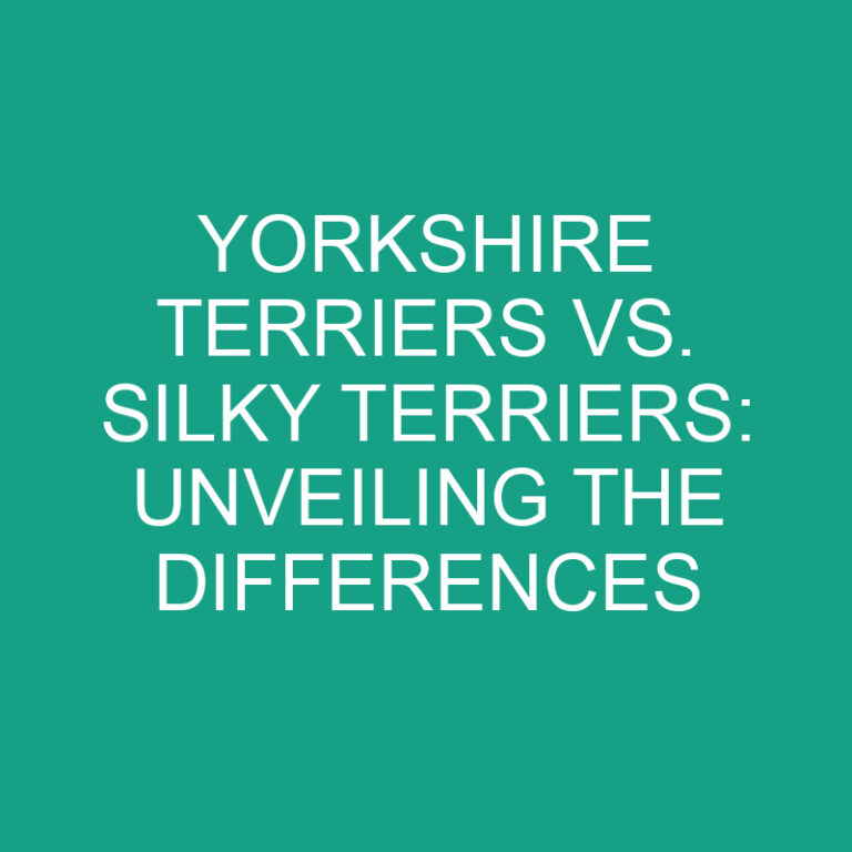 Yorkshire Terriers vs. Silky Terriers: Unveiling the Differences
