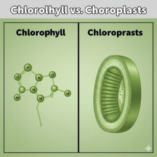 Chlorophyll vs Chloroplasts
