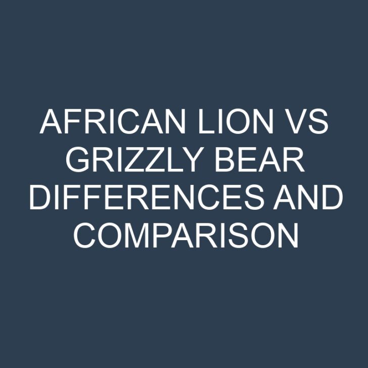 African Lion vs Grizzly Bear Differences and Comparison
